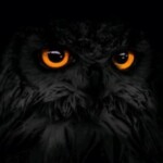 Profilbild för Bupo